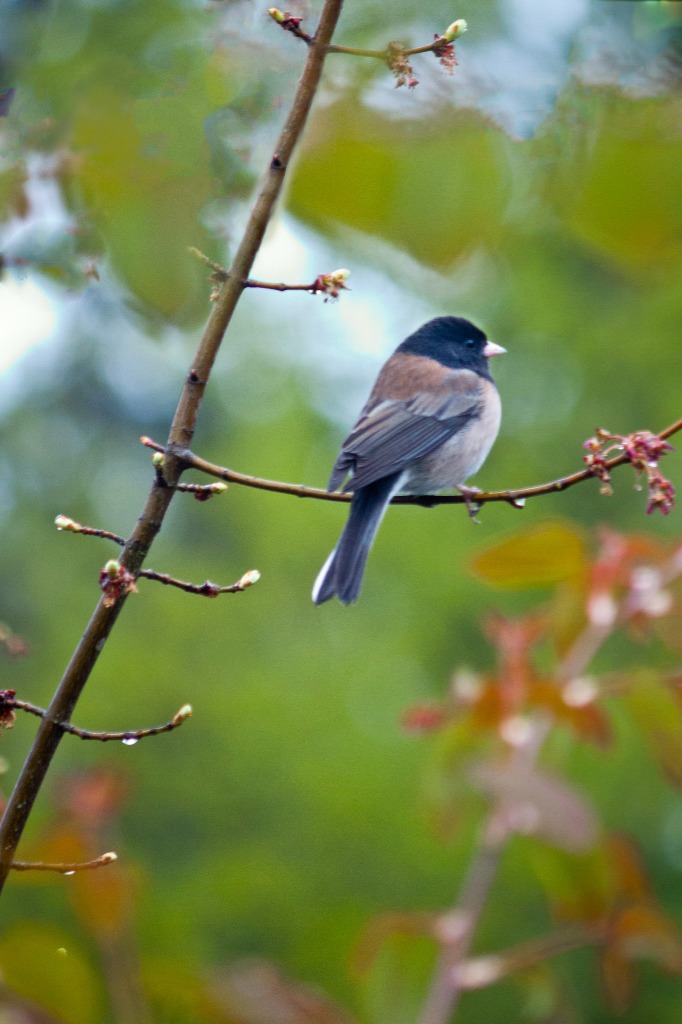 A beautiful bird perched on a budding branch with a soft green forest background